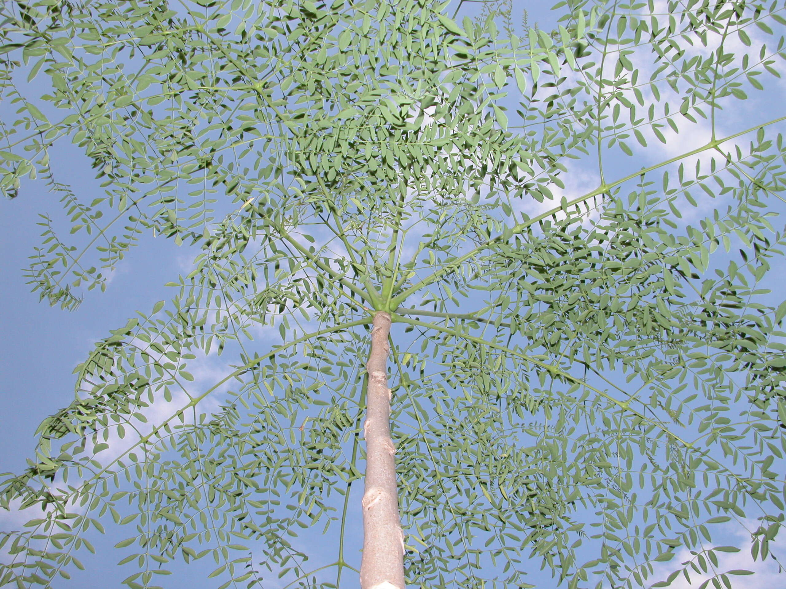 Image of Bottle Tree