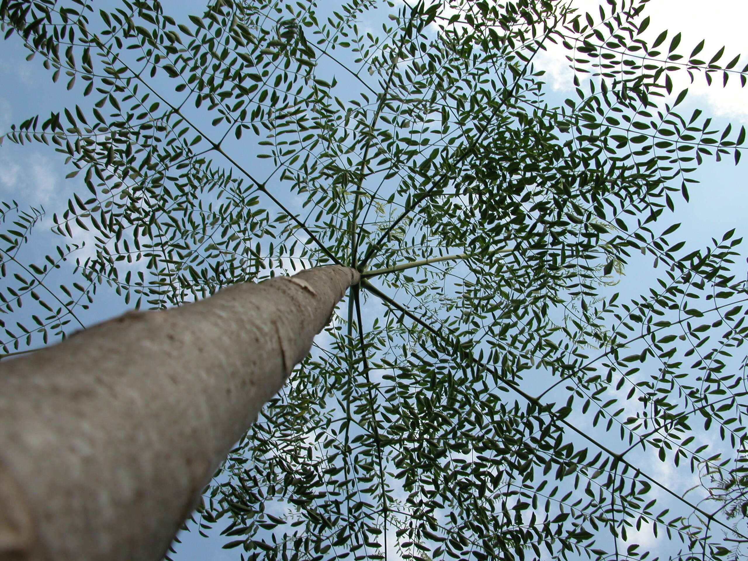 Image of Bottle Tree