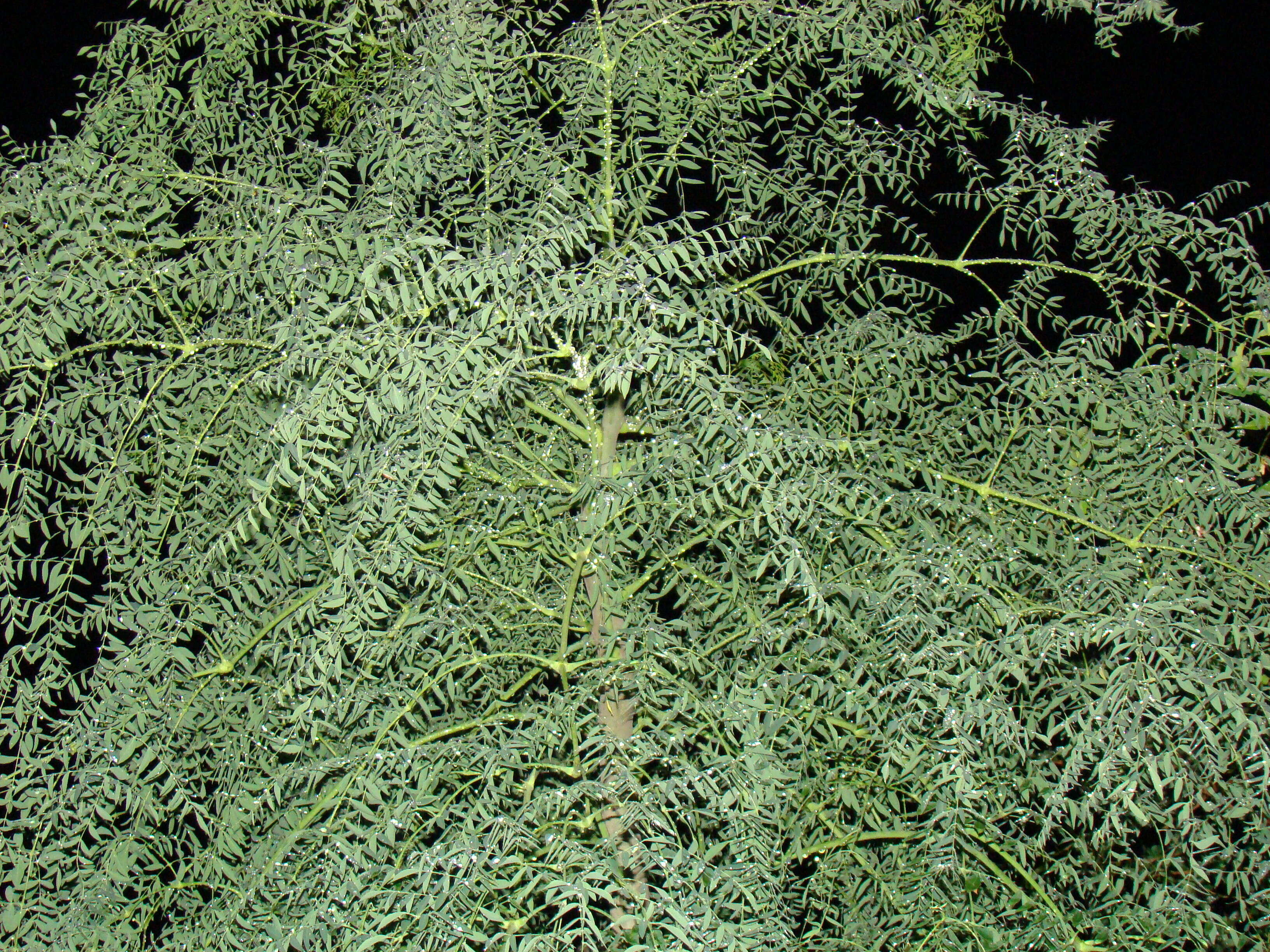 Image of Bottle Tree