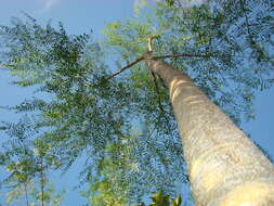 Image of Bottle Tree