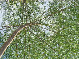 Image of Bottle Tree