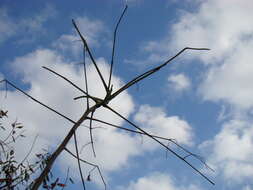 Image of Bottle Tree