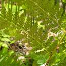 Image of cuplet fern