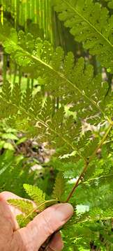 Image of cuplet fern