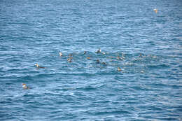 Image of Macaroni Penguin