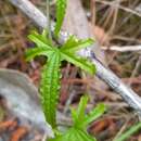 صورة Dioscorea brachybotrya Poepp.