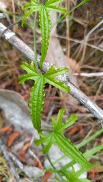 Dioscorea brachybotrya Poepp.的圖片