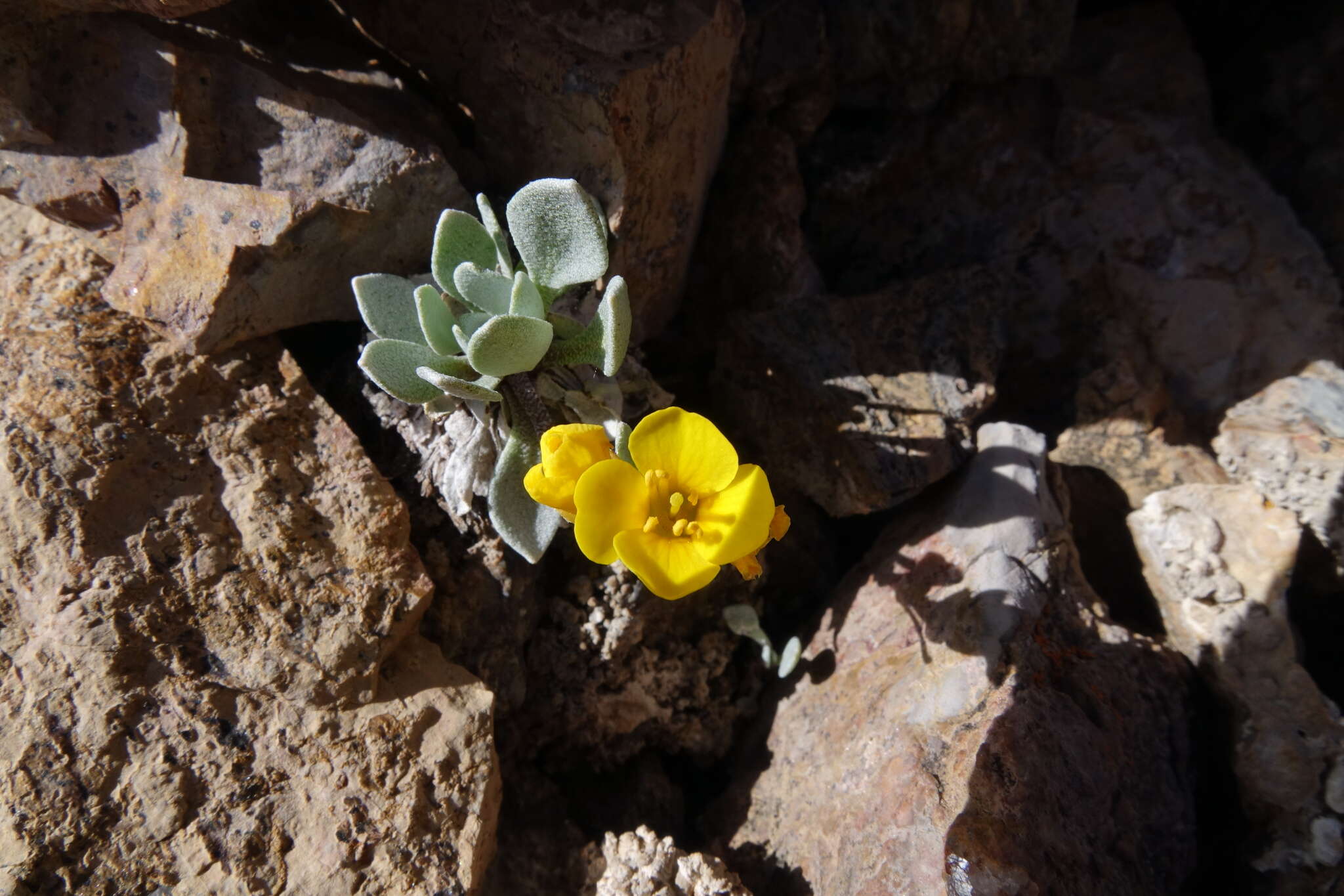 Image of Avery Peak twinpod