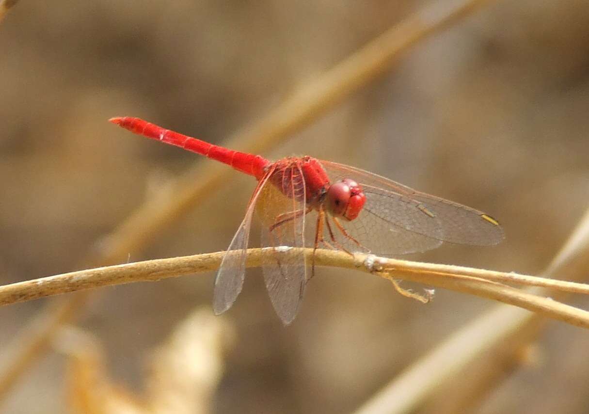 Imagem de Rhodothemis Ris 1909