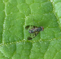 Image of Herina pseudoluctuosa Hennig 1939