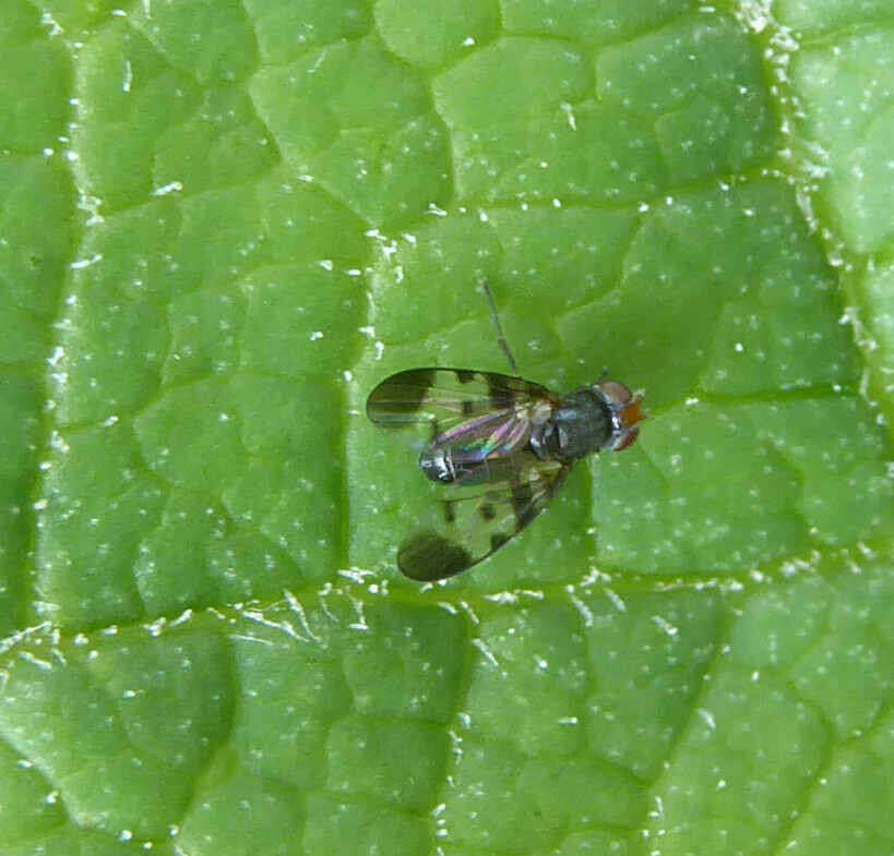 Image of Herina pseudoluctuosa Hennig 1939