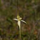 Image of Scented spider orchid