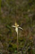 Image of Scented spider orchid