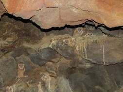 Image of barn owls, masked owls, and bay owls