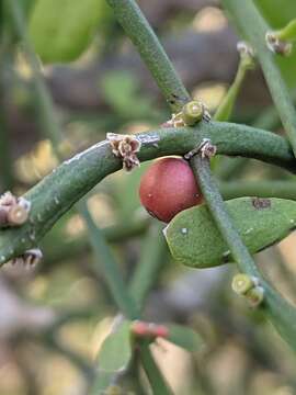 Image of Phoradendron crassifolium (Pohl ex DC.) Eichl.