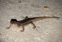 Image of Stout Barsided Skink