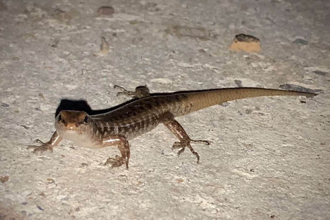 Image of Stout Barsided Skink