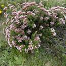 Image of Ozothamnus alpinus (Wakef.) A. A. Anderberg