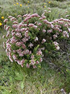 Image de Ozothamnus alpinus (Wakef.) A. A. Anderberg