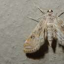 Image of Moth