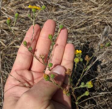 Image of grassland tarweed