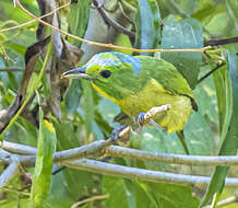 Image of Green Shrike-Vireo