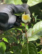 Imagem de Camellia sinensis var. assamica (Masters) Kitamura