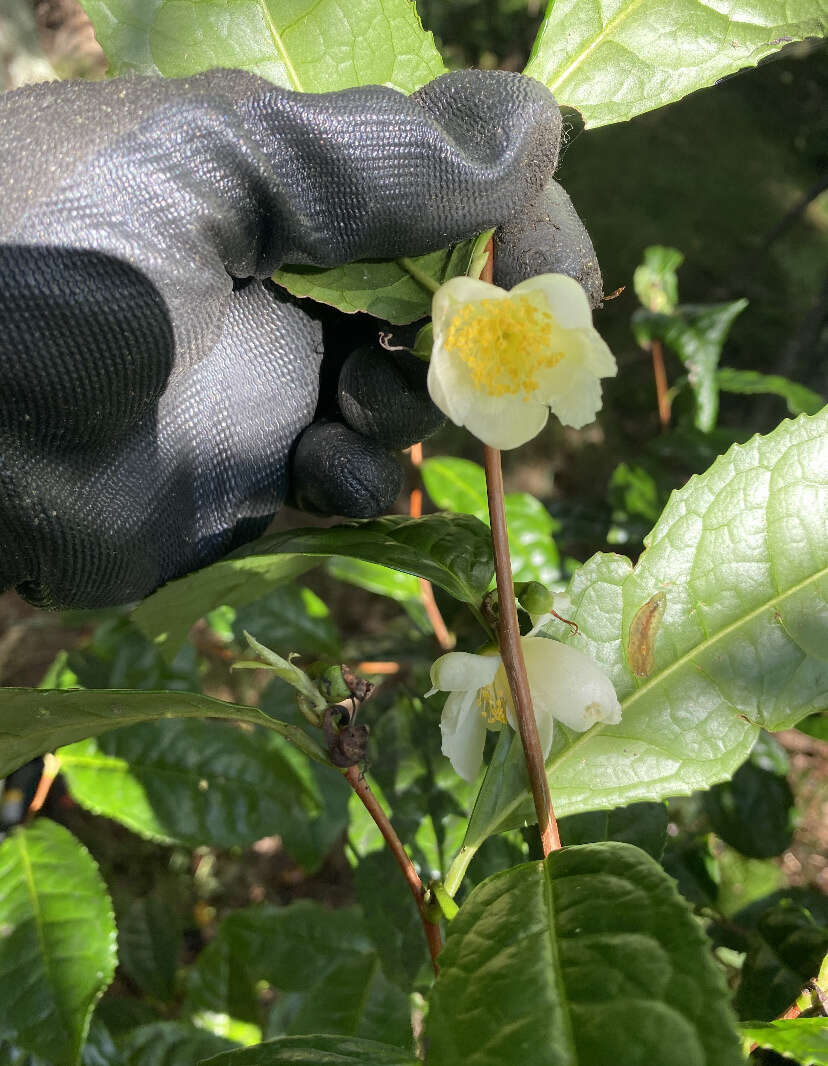 Слика од Camellia sinensis var. assamica (Masters) Kitamura