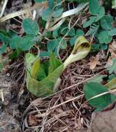 Image de Aristolochia pallida Willd.