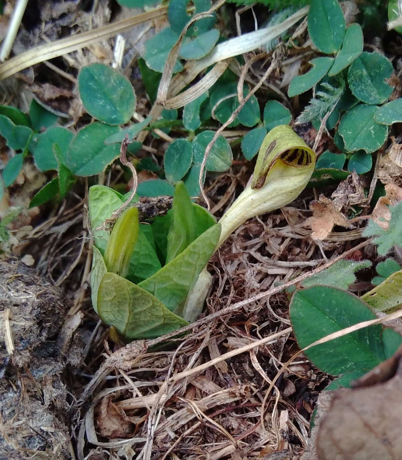 Image de Aristolochia pallida Willd.