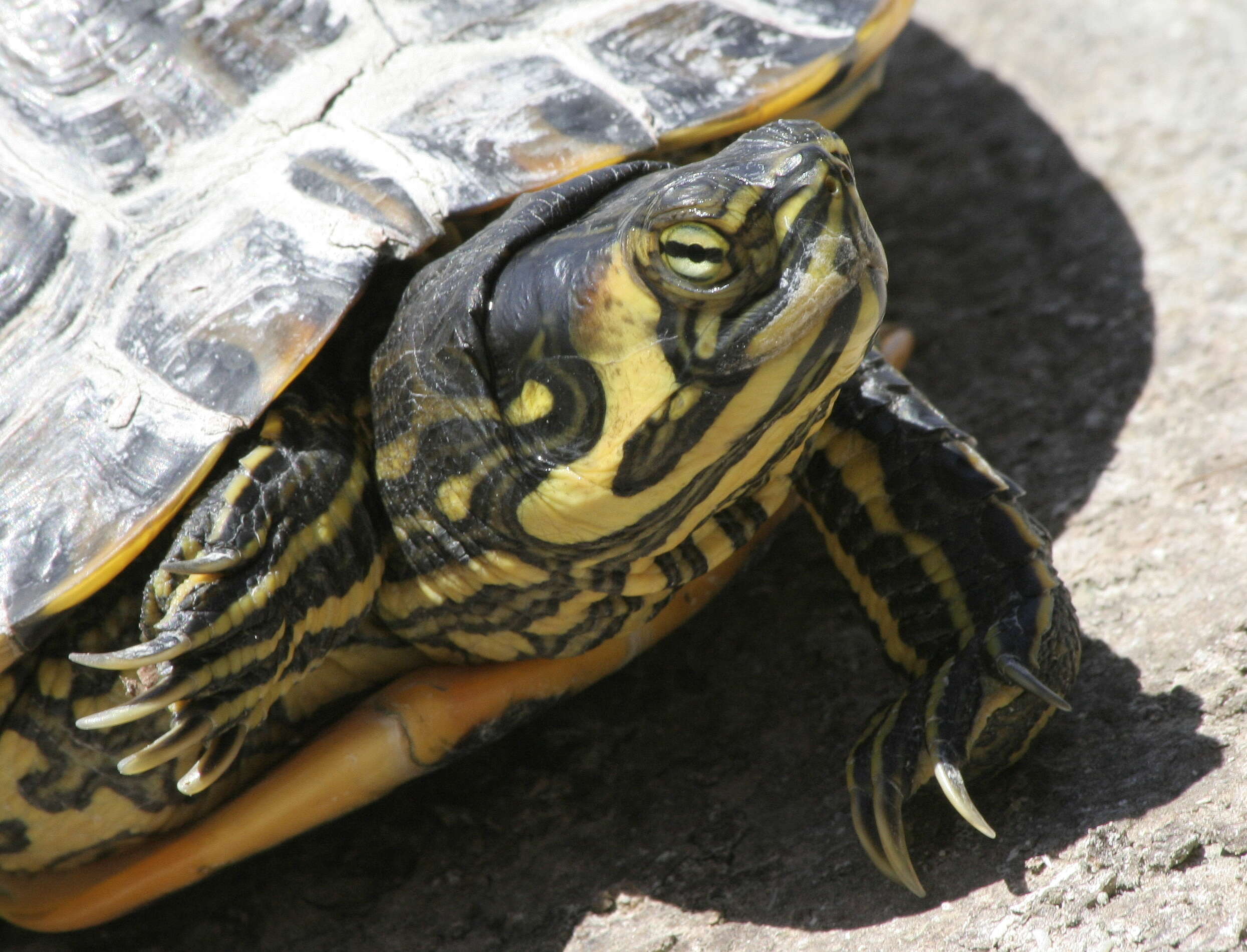 Image of yellow-bellied slider