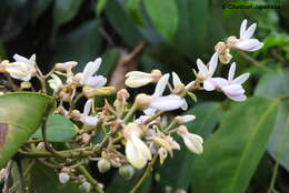 Image of Xanthophyllum zeylanicum R. Van der Meijden