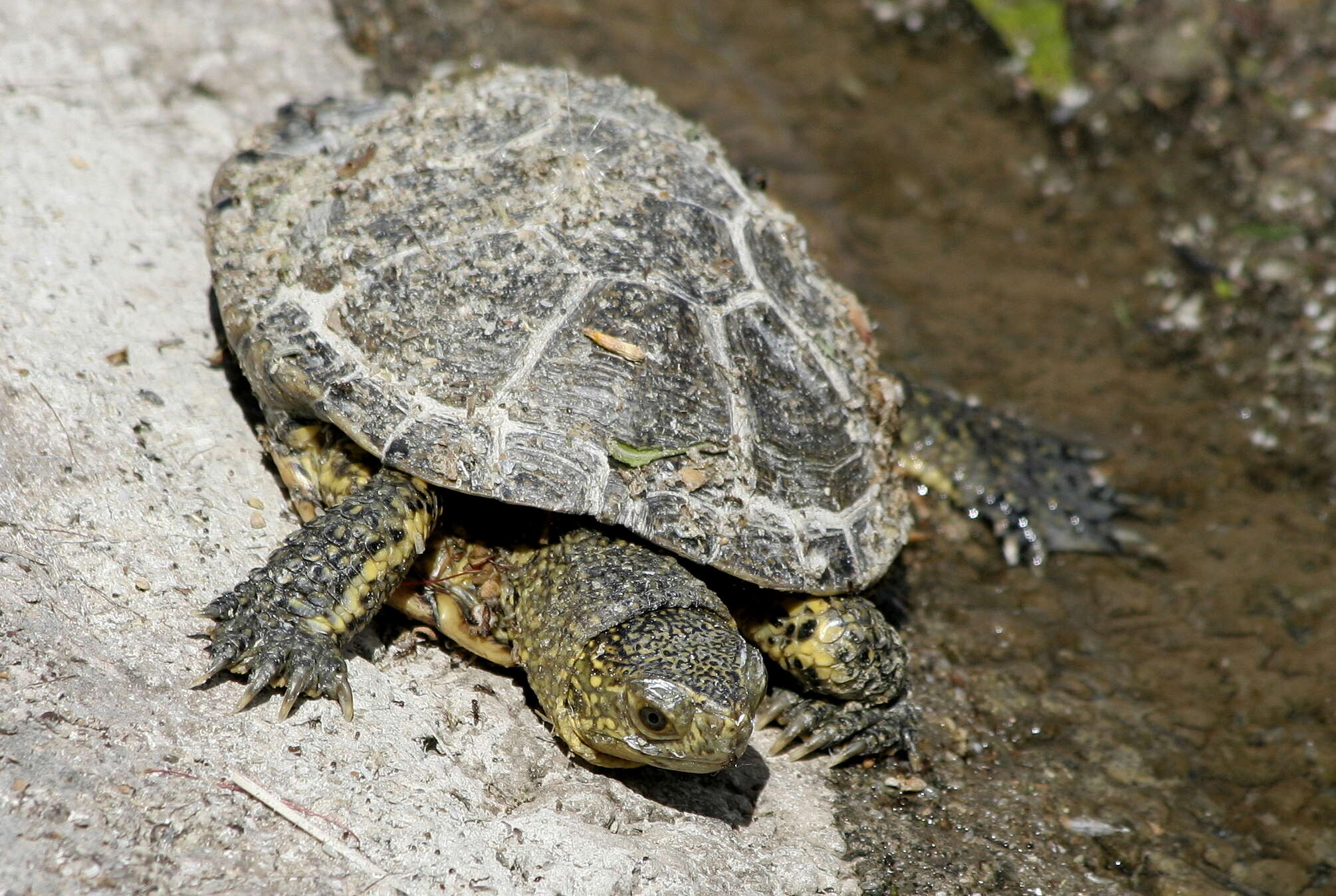 Image of European Pond Turtle