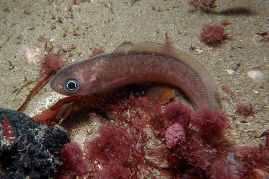 Image of Northern bastard codling