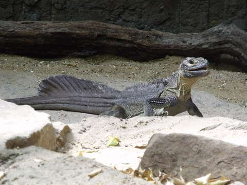 Hydrosaurus pustulatus (Eschscholtz 1829) resmi