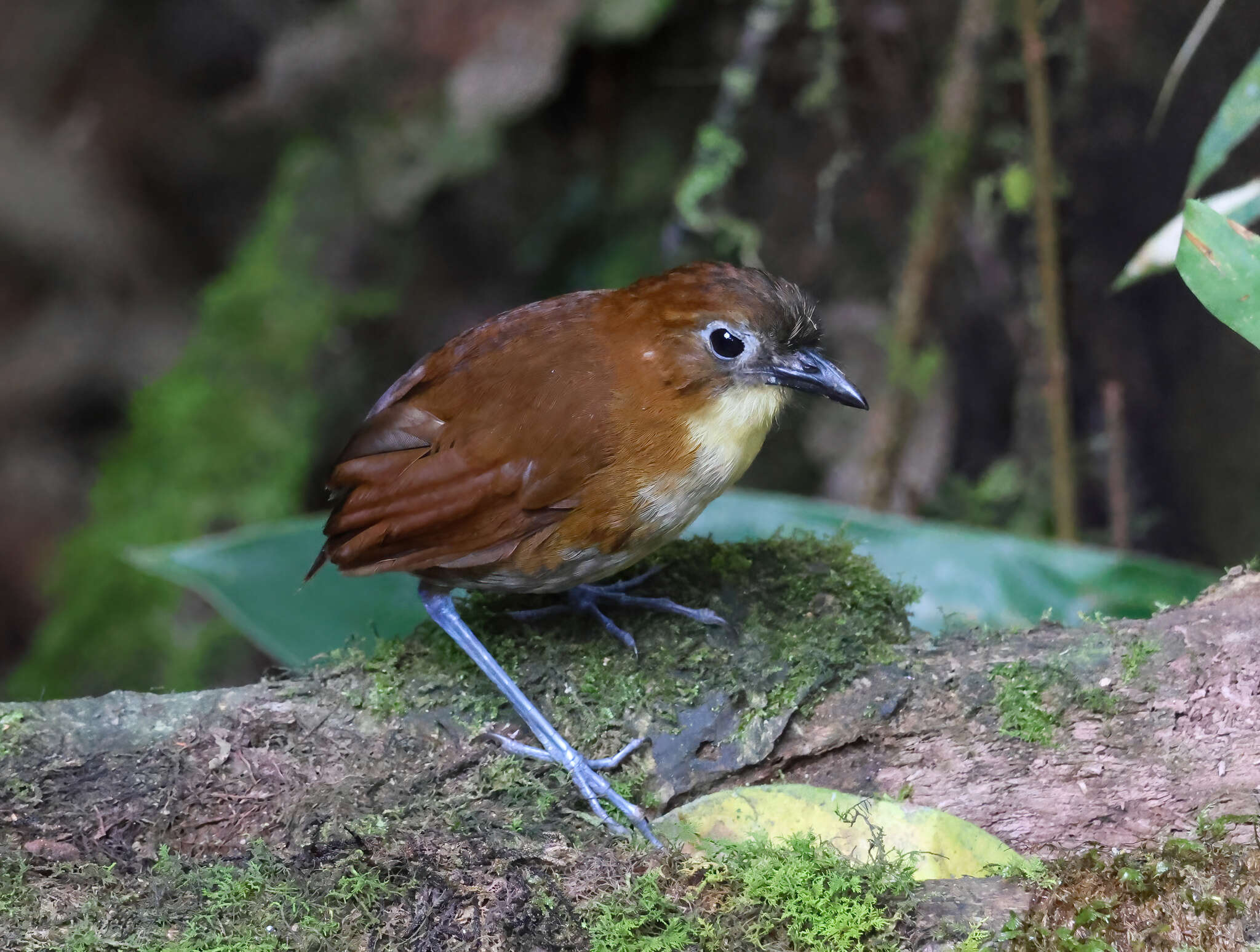 Image of Yellow-breasted Antpitta