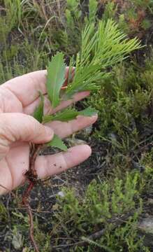 Image of Hakea drupacea (C. F. Gaertn.) Roem. & Schult.