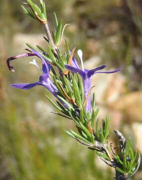 Sivun Theilera guthriei (L. Bolus) E. Phillips kuva