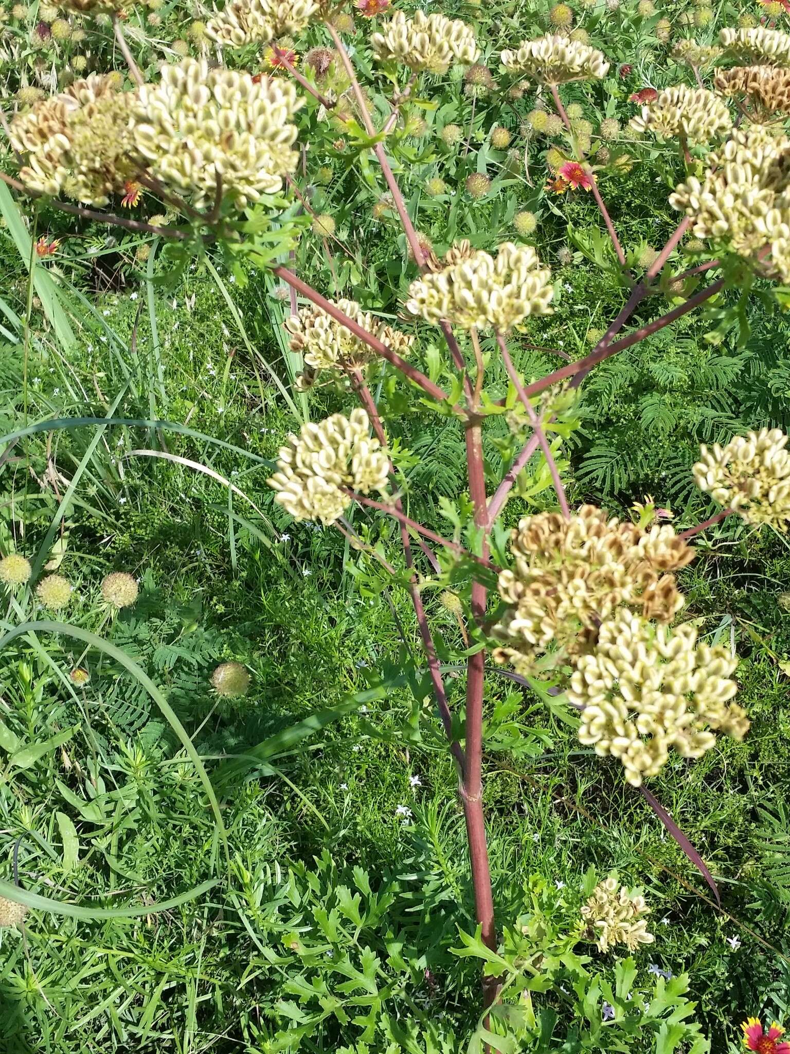 Image of Texas prairie parsley