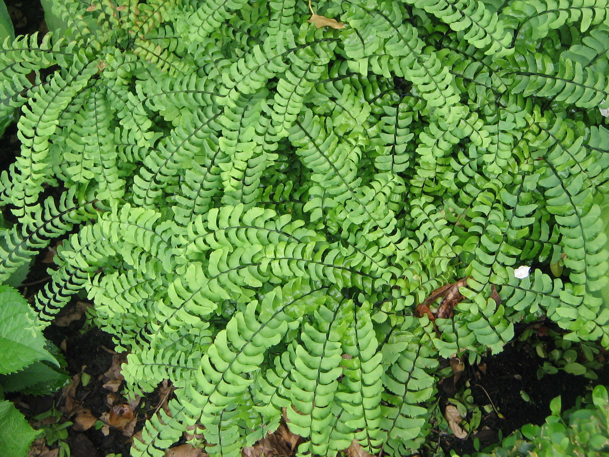 Image of Northern maidenhair fern