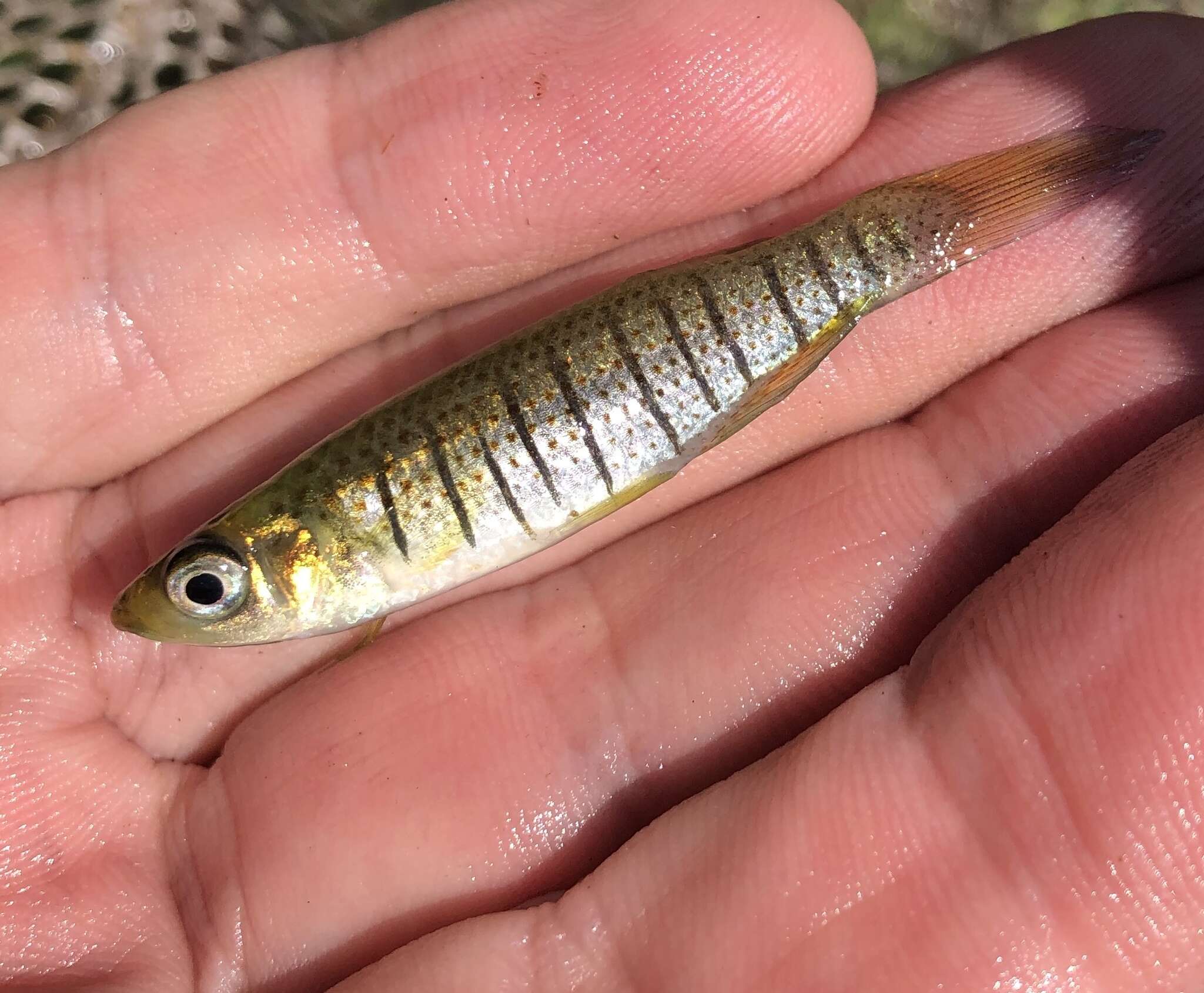 Image of Bayou Topminnow