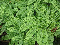 Image of Northern maidenhair fern