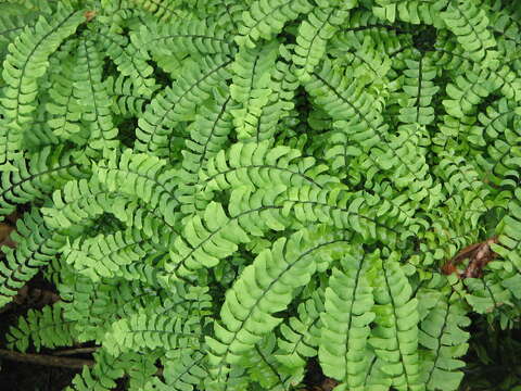 Image of Northern maidenhair fern