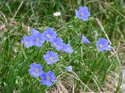 Imagem de Linum alpinum subsp. julicum (Hayek) Hegi