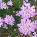 Image of globe candytuft