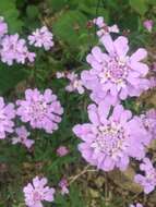 Image of globe candytuft