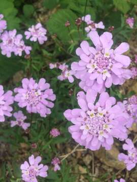 Imagem de Iberis umbellata L.