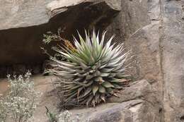 Image of Aloe broomii Schönland