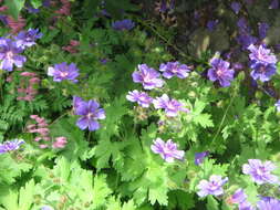 Image of Geranium × magnificum