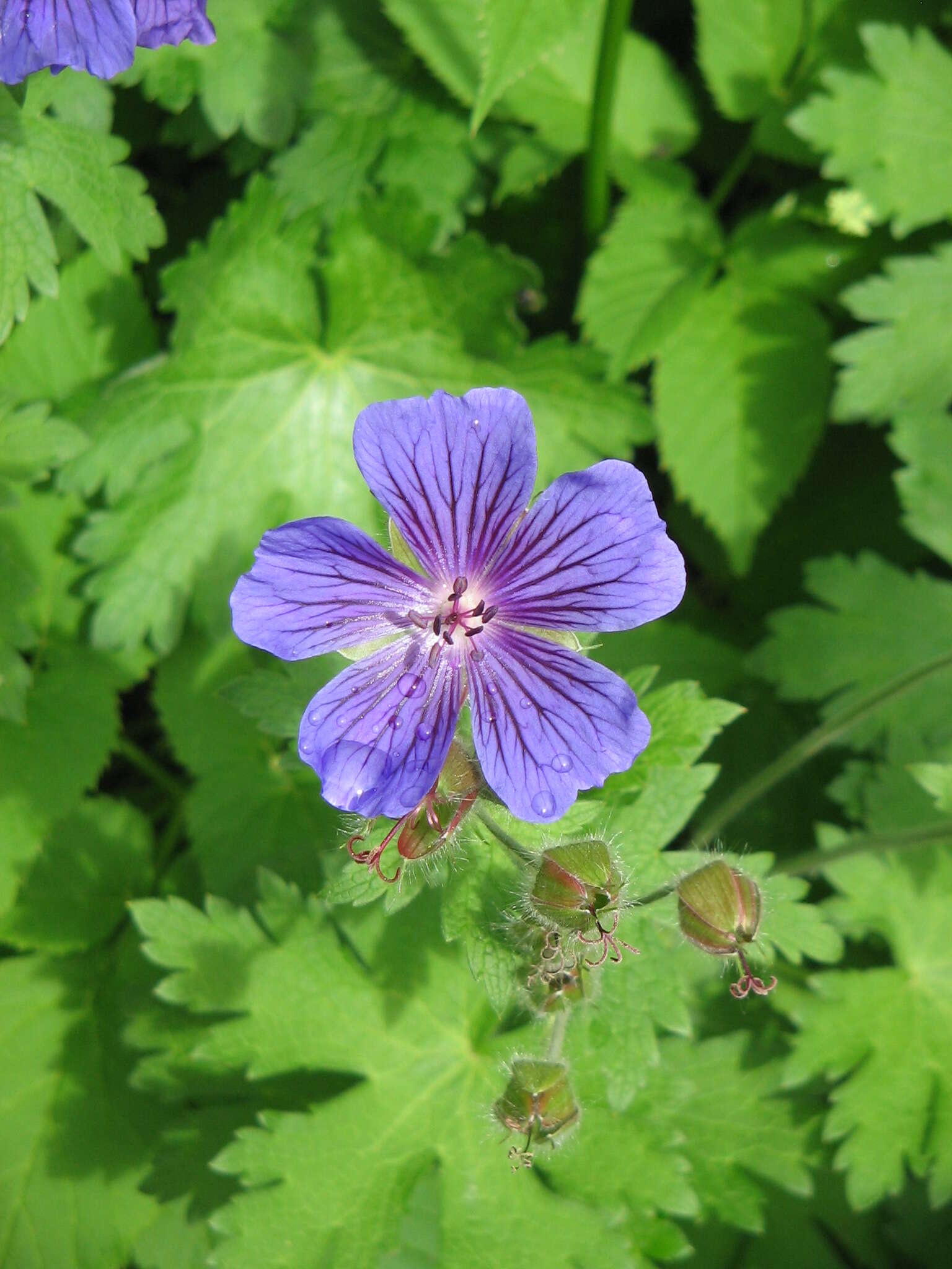 Image of Geranium × magnificum